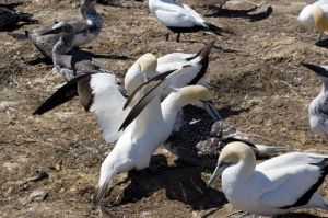 Australasian Gannets at Cape Kidnappers